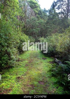 Wanderweg durch den Wald im Tarra Bulga National Park, Victoria, Australien Stockfoto