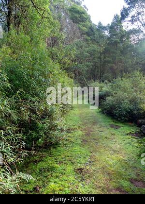 Wanderweg durch den Wald im Tarra Bulga National Park, Victoria, Australien Stockfoto