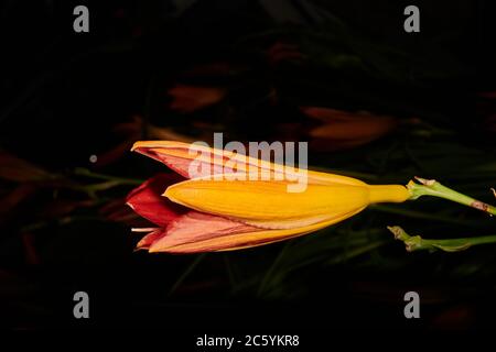 Orangene Taglilie (hemerocallis stafford) im Sonnenlicht gefangen Stockfoto
