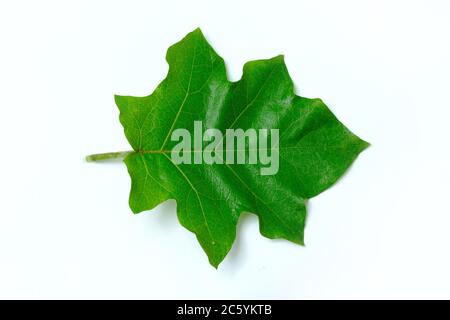 pea Auberginen-Blatt isoliert auf weißem Hintergrund mit Studiobeleuchtung Stockfoto