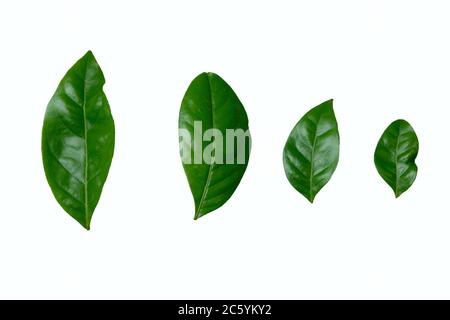 Arabica Robusta-Kaffeeblatt isoliert auf weißem Hintergrund mit Studiobeleuchtung Stockfoto