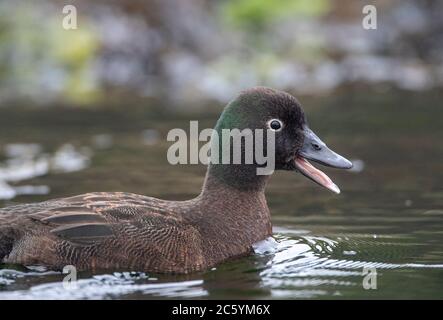 Drake Campbell Island Teal (Anas nesiotis), auch Campbell Teal bekannt. Eine kleine, flugunfreie, nachtaktive Art der Dabblenden Ente, die im Campbell endemisch ist Stockfoto