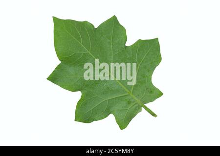 pea Auberginen-Blatt isoliert auf weißem Hintergrund mit Studiobeleuchtung Stockfoto