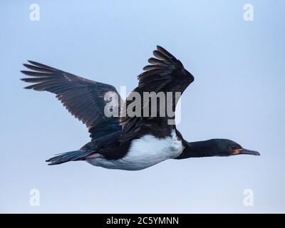 Subadult Campbell Shag (Leucocarbo campbelli) fliegt vor der Küste von Campbell Island im subantarktischen Neuseeland. Stockfoto