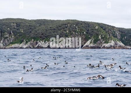 Kap-Sturmvögel (Daption capense australe) schwimmen vor der Küste der Schlingen, subantarktisches Neuseeland. Auch Kap oder Pintado Petrel genannt. Stockfoto