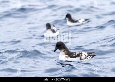 Kap Petrel (Daption capense australe) schwimmt auf See im Pazifischen Ozean des subantarktischen Neuseelands. Auch Kap oder Pintado Petrel genannt. Stockfoto