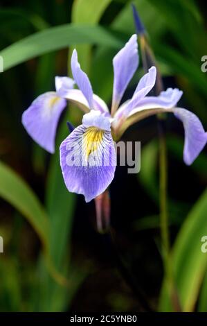 Einzelne lila/blaue Iris x Robusta 'Gerald Darby' Blume in den Grenzen bei RHS Garden Harlow Carr, Harrogate, Yorkshire, England, Großbritannien gewachsen. Stockfoto