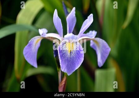 Einzelne lila/blaue Iris x Robusta 'Gerald Darby' Blume in den Grenzen bei RHS Garden Harlow Carr, Harrogate, Yorkshire, England, Großbritannien gewachsen. Stockfoto