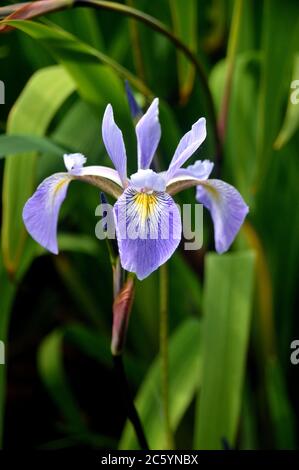 Einzelne lila/blaue Iris x Robusta 'Gerald Darby' Blume in den Grenzen bei RHS Garden Harlow Carr, Harrogate, Yorkshire, England, Großbritannien gewachsen. Stockfoto