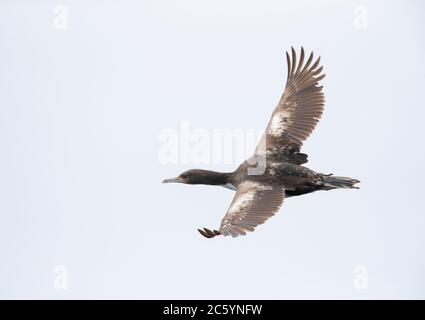 Vom Aussterben bedrohte Chatham Shag (Leucocarbo onslowi), auch bekannt als Chatham Island Shag, endemisch auf den Chatham Islands in Neuseeland. Immatur Stockfoto