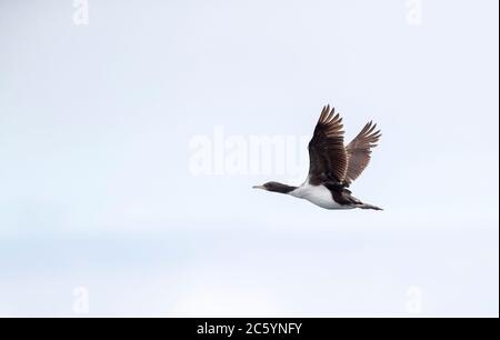 Vom Aussterben bedrohte Chatham Shag (Leucocarbo onslowi), auch bekannt als Chatham Island Shag, endemisch auf den Chatham Islands in Neuseeland. Immatur Stockfoto