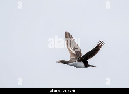 Vom Aussterben bedrohte Chatham Shag (Leucocarbo onslowi), auch bekannt als Chatham Island Shag, endemisch auf den Chatham Islands in Neuseeland. Immatur Stockfoto