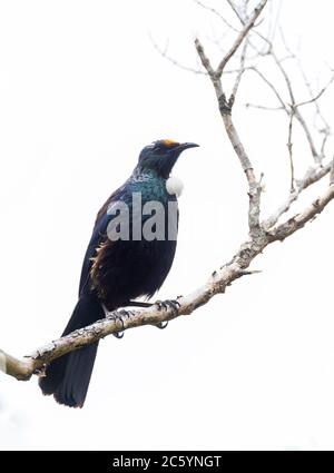 Chatham Island TUI (Prosthemadera novaeseelandiae chathamensis) auf dem Festland Chatham Island vor Neuseeland. Auf einem Zweig. Stockfoto