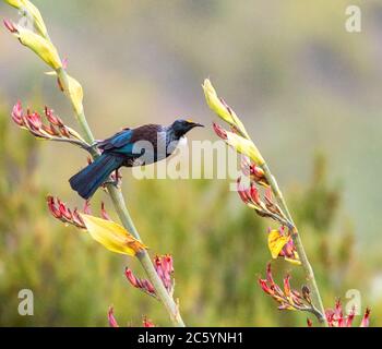 Chatham Island TUI (Prosthemadera novaeseelandiae chathamensis) auf der Hauptinsel der Chatham Islands. Auf einem Stamm einer tropischen Pflanze thront Durin Stockfoto