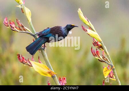 Chatham Island TUI (Prosthemadera novaeseelandiae chathamensis) auf der Hauptinsel der Chatham Islands. Seitlich auf einem Zweig eines tropischen sitzend Stockfoto