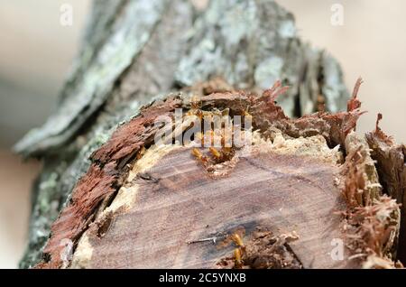 Termites in A Garden Log - Nahaufnahme EINER Kolonie von Termiten, die einen Baumstumpf fressen Stockfoto