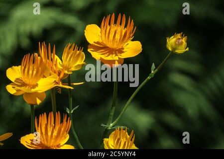 Chinesische Globenblume Trollius chinensis 'Goldene Königin' Stockfoto