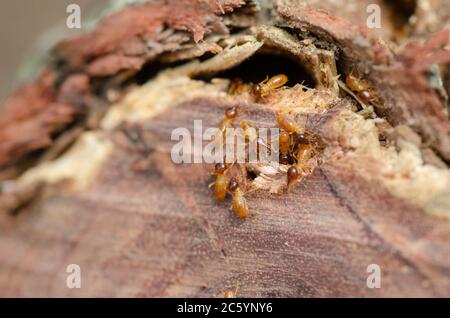 Termites in A Garden Log - Nahaufnahme EINER Kolonie von Termiten, die einen Baumstumpf fressen Stockfoto