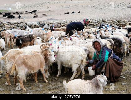 TSO MORIRI, INDIEN - JULI 06 Frauen aus dem Stamm Changp während der Morgenarbeiten von Ziegen, Ladakh, Leh Bezirk am 06. Juli 2017 Stockfoto