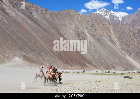 Kamelsafari mit Doppelhumm im Nubra Valley, Ladakh Indien. Stockfoto