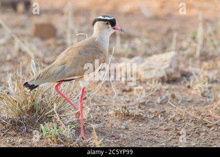 Gekrönter Kiebitz (Vanellus coronatus), Seitenansicht eines Erwachsenen, der auf dem Boden steht, Mpumalanga, Südafrika Stockfoto