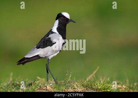 Schmied Lapwing (Vanellus armatus), Seitenansicht eines Erwachsenen, der auf dem Boden steht, Westkap, Südafrika Stockfoto