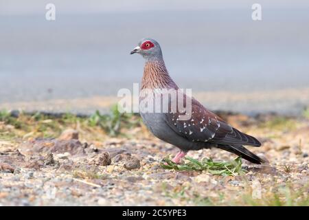 Gesprenkelte Taube (Columba guinea), Seitenansicht eines Erwachsenen, der auf dem Boden steht, Westkap, Südafrika Stockfoto