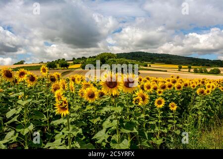 Feld der Sonnenblumen. Puy de Dome, Auvergne-Rhone-Alpes. Frankreich Stockfoto