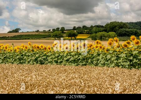 Feld der Sonnenblumen. Puy de Dome, Auvergne-Rhone-Alpes. Frankreich Stockfoto