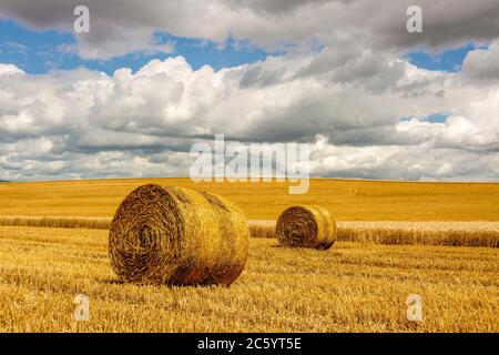 Strohballen, Heuballen in der Region Limagne, Departement Puy de Dome, Auvergne Rhone Alpes, Frankreich Stockfoto