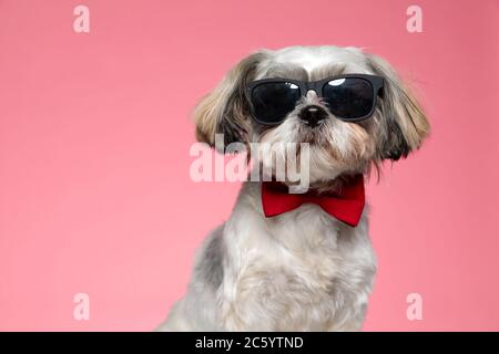 Liebenswert Shih Tzu Hund trägt Sonnenbrille und rote Fliege, sitzt auf rosa Hintergrund Stockfoto