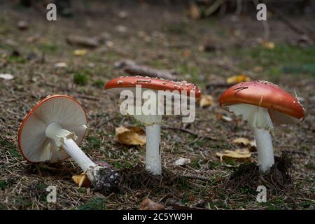 Giftiger Pilz Amanita muscaria im Fichtenwald. Bekannt als Fliegenagarie oder Fliegenamanita. Roter Pilz in den Nadeln. Herbstzeit im Wald. Stockfoto