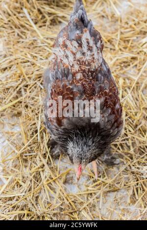 Draufsicht auf junge Henne auf Heuboden auf dem Bauernhof Stockfoto