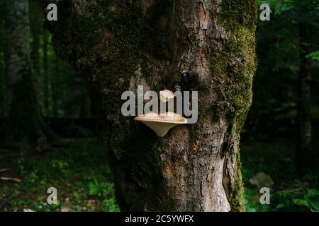 Weiße junge Pilze Tellerbox auf einem Baum im Wald. Stockfoto