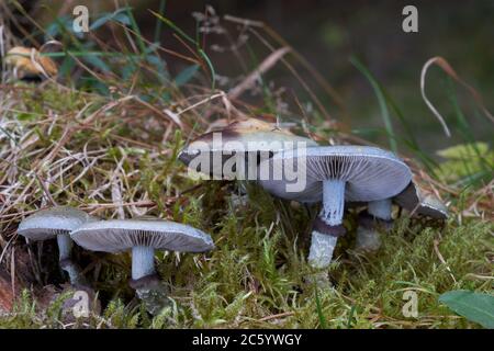 Giftiger Pilz Stropharia aeruginosa im Fichtenwald. Bekannt als Verdigris agaric. Cyan Pilze auf dem moosigen Baumstumpf. Herbstzeit. Stockfoto