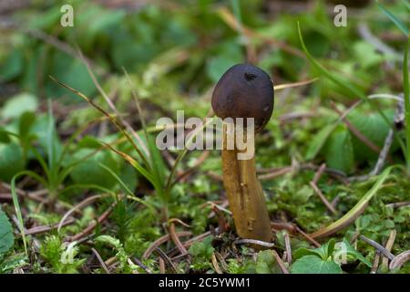 Ungenießbarer Pilz Tolypocladium capitatum im Fichtenwald. Wilde parasitäre Cordyceps Pilz in den Nadeln und Gras. Stockfoto