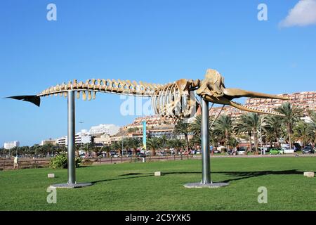 Skelett des Spermawals (Physetter Catodon) an der Playa Mattoral, Jandia, Fuerteventura, Spanien Stockfoto