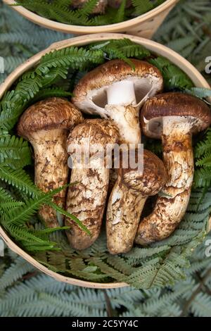 Der Korb mit heimischen Matsutake-Pilzen (Kiefernpilz) breitete sich auf den Farnblättern aus, die auf dem Kyoto-Markt verkauft werden. Kyoto. Japan Stockfoto