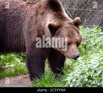 Braunbär im Skansen Park, der riesig und voller Attraktionen im Zentrum von Stockholm ist. Stockfoto