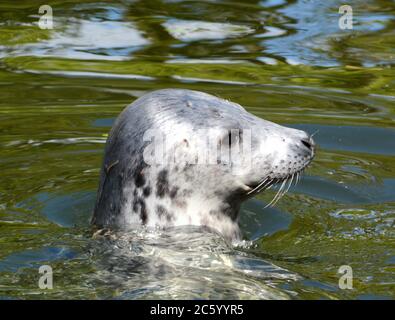 Schnauze einer Robbe (Phoca vitulina Linnäus) im Zoo von Skansen Park. Die Robbe ist ein fleischfressendes Säugetier, das zur Familie der Phocidae gehört Stockfoto