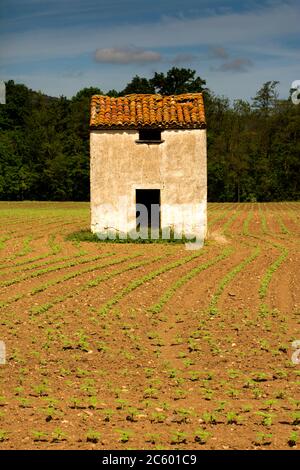 Feld von kleinen Sonnenblumensprossen, Puy de Dome, Auvergne-Rhone-Alpes, Frankreich Stockfoto