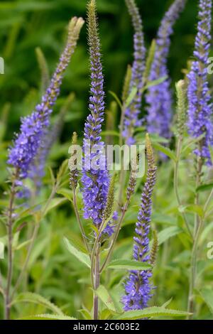 Veronica longifolia Speedwell Longleaf Speedwell blaue Blütenspitzen Stockfoto