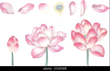 Chinesischer Lotus, chinesische Lotusblüten, Lotus Kombination Lotus Gemälde, Vektor von Hand gezeichnet Lotusblumen. Skizze florale Botanik Kollektion in Grafik Stock Vektor