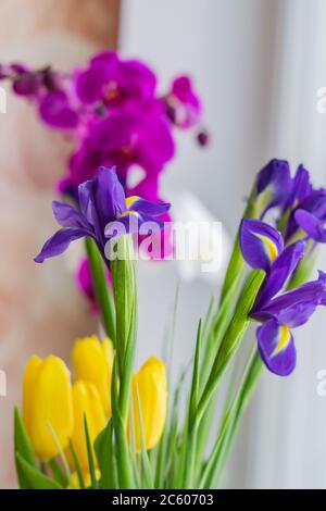 Gelbe Tulpen, blaue Irisse und violette Mottenorchidee an einem sonnigen Tag auf Fensterschweller Stockfoto