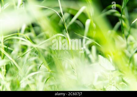 Verschwommener Hintergrund von hellgrünem Gras. Selektiver Fokus, Vorderansicht.