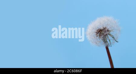 Weißer Löwenzahn mit Tau-Tropfen auf blauem Hintergrund. Copyspace für Text Stockfoto
