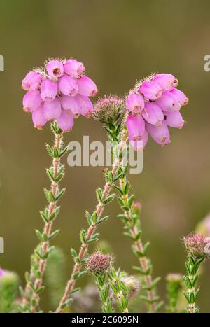 Die Heatart (Erica tetralix) blüht im Juli in Großbritannien, einer Art Heide, die saure Sümpfe, feuchte Heide oder Moorland bevorzugt Stockfoto