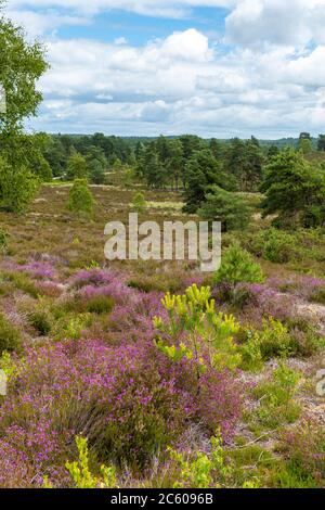 Flachland Heide Landschaft im Sommer bei Frensham Common SSSI, Surrey, UK Stockfoto