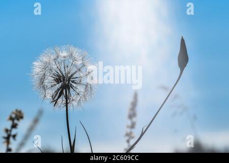 Ein großer weißer Löwenzahn in einem natürlichen Sonnenstrahl gegen einen klaren blauen Himmel an einem hellen Sommertag. Konzept der Freude, die Sonne zu begrüßen. Nicht Fil Stockfoto