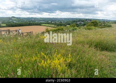 Wildblumenwiese im Magdalen Hill Down Naturschutzgebiet in Hampshire, Großbritannien, im Juli oder Sommer Stockfoto
